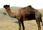 Индийский верблюд