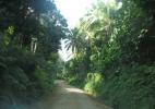 дорога в джунглях