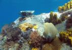 Подводный мир Доминиканы