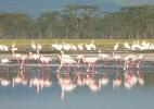 Кенийские фламинго