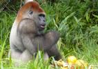 редкий вид - горилла "серебряная спина", живущая в Конго