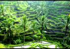 рисовые плантации на о. Бали, Индонезия