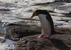желтоглазый пингвин, Новая Зеландия