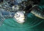 Черепаха. Национальный парк Джоао Виеира э Роилао Марине, Болама, Гвинея-Бисау