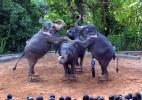 Зоопарк Дехивала возле города Коломбо в Шри-Ланке. Шоу слонов