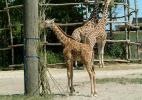 Зоопарк Бляйдорп в городе Роттердаме в Нидерландах